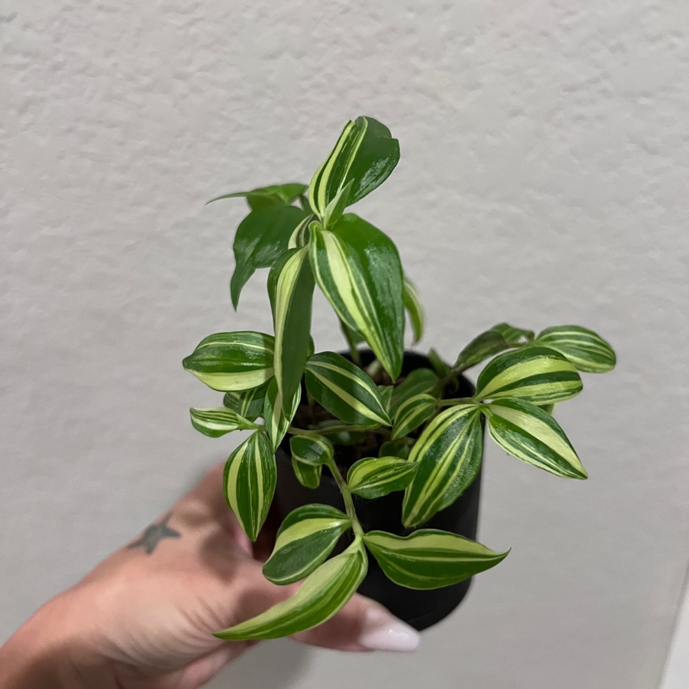 Green and White Variegated Tradescantia Plant “Baby Bunnies”